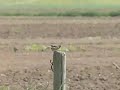 Meadow Pipet (graspieper) Meadow Pipet (graspieper)