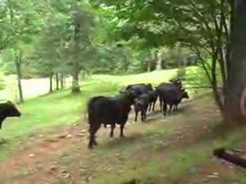 Visiting Tom's Black Angus Cattle