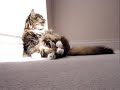 Beau in the sunrays 2