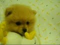 ??? Pomeranian ??? Pomeranian