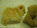 松鼠犬 Pomeranian