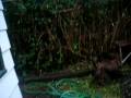 videos de Jasper the funniest dog ever