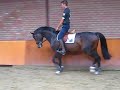 Joost Siemerink met C Adinus PP (Canturo x Gran Corrado)