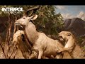 interpol - pioneer to the falls
