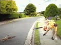 stihl blower