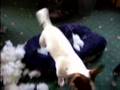 Norman, Jack Russell ripped cushion