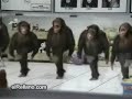 دبكة قرده على مجوز الياسيني وجميل مراد