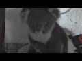 Garden Koalas - How much Tree CAN a Koala bear?