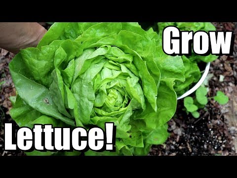 video-linktoworks-How to Grow Lettuce from Seed to Harvest