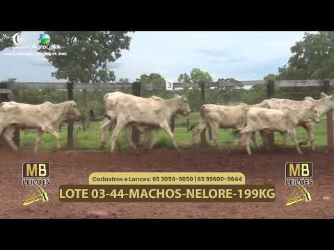 538� LEIL�O VIRTUAL MB LEIL�ES