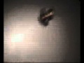 Solarbotics Herbie Prototype
