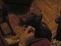 videos de Vizsla yoghurt feeding time