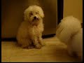bartolo+pelu