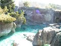 Sealions