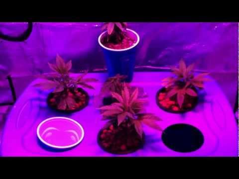 how to use sensi grow a and b in soil