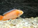 Aquario de ciclideos com 360Lt, em Fortaleza-Ce Proprietário:Adalberto JuniorOrientador: Animal Aquático, Av Barão de Studart 2455-Aldeota Tel: 32461127 