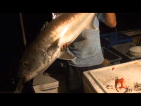 how to bleed snapper