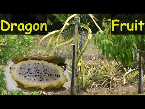 how to harvest dragon fruit seeds