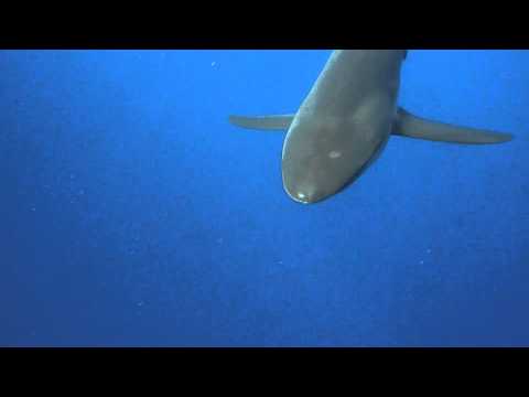 Silky Shark at Elphinstone Reef, Red Sea