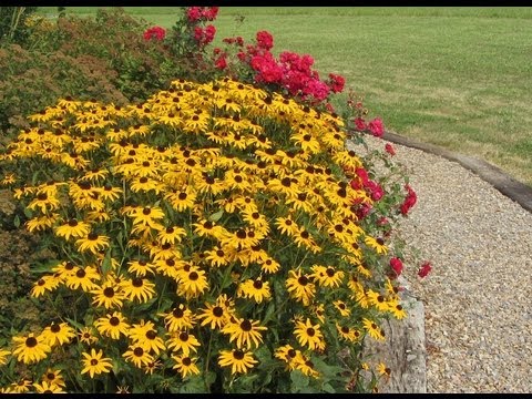 how to transplant brown eyed susans