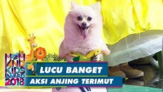 Gemesh Atraksi Anjing Nya Lucu Banget Mom Kids Award 2018 21 7