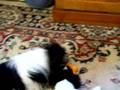 Japanese Chin video