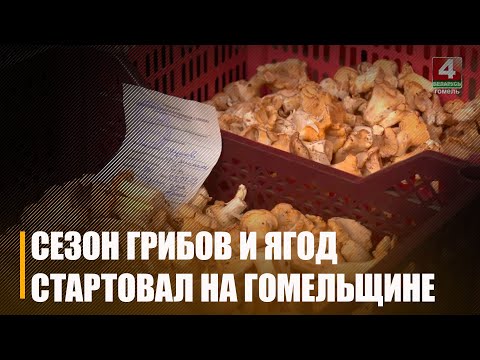 На Гомельшчыне стартаваў сезон збору дзікарослых грыбоў і ягад видео