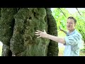Markus is back with another tree - this time it is the chestnut. All our tree videos at www.test-tube.org.uk/trees/ Presented by Dr Markus Eichhorn from the University of Nottingham Films by Brady Haran