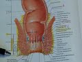 Anal  Canal vs.  Anal  Margin  Cancer