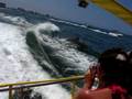 videos de Dolphin Sighting in Florida