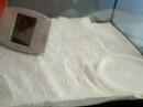 My new Leopard gecko