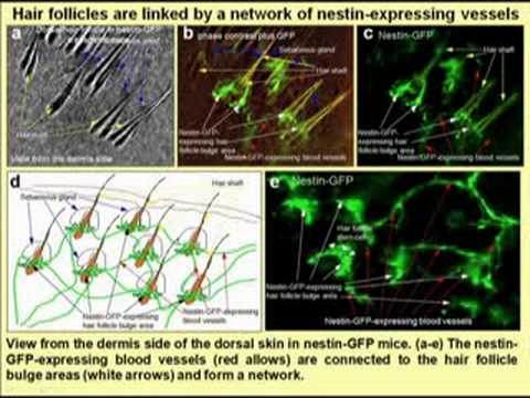 how to repair hair follicles