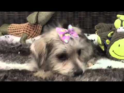 Adorable, wire-haired female Mauzer