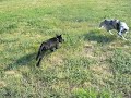 ven?en� s Ver?ou, Kairou a ?t?n�tkem