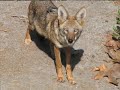 Coyote