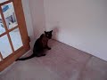 Apolo crazy jumps