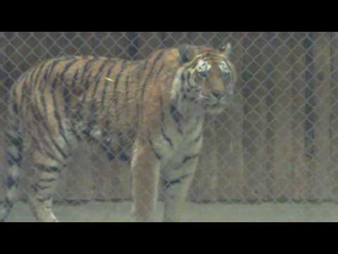 tiger
