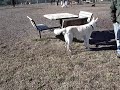 chloe, hailey, ki, tip, & dixie and their pals at the dog park