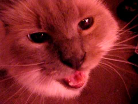 Skitty's MEOWING (Screaming)!