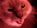 Skitty's MEOWING (Screaming)! A video of my kitty Skitty meowing at YouTube lol. Sorry if it looks so damn pink! My room reflects too many shades of pink haha Enjoy! :-) ♥