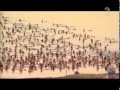 אלף ישראלים התפשטו בים המלח Spencer Tunick in Israel