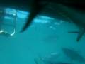 Swimming With Tuna