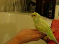 Perruche sous la douche