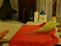 Perruche sous la douche