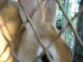 videos de Bunnies in Oak Cliff