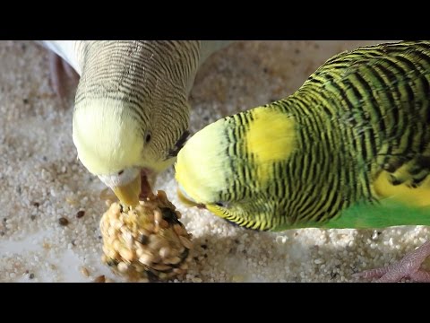 Kekse, Cracker und Knabberstangen für Wellensittiche selber machen