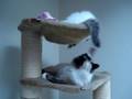 videos de Coco en Tender