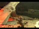 Uromastyx Lizard