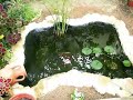 My Goldfish Pond 2 My Goldfish Pond 2