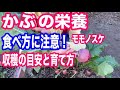 赤カブ（もものすけ）の収穫タイミング目安！かぶの栄養効果と注意点や1日量＆カブの栄養を逃さない食べ方レシピ